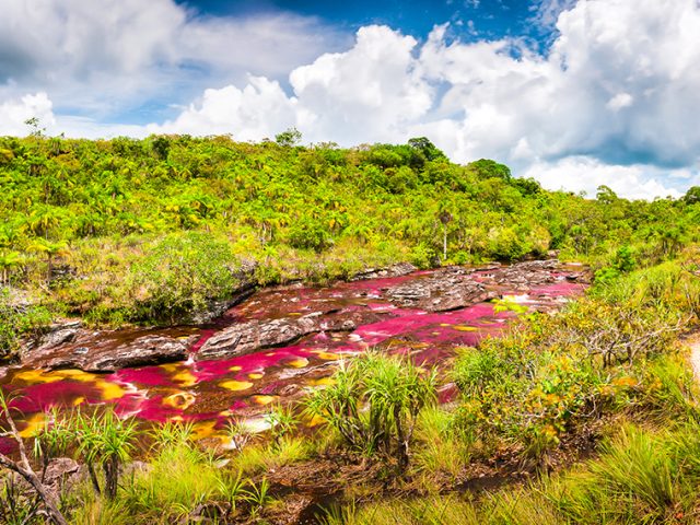 Caño Cristales river in Colombia: the liquid rainbow river of five colors